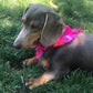 bandana CATRINA