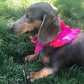 bandana CATRINA