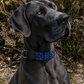 collar BACALAR