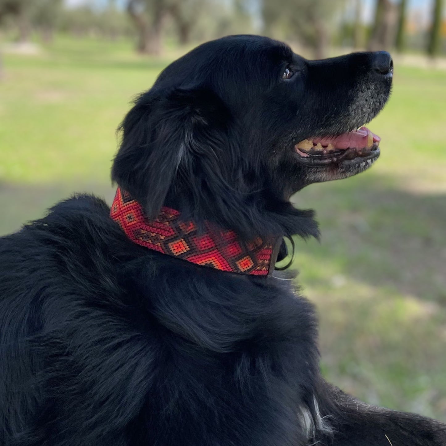 collar MAMEY